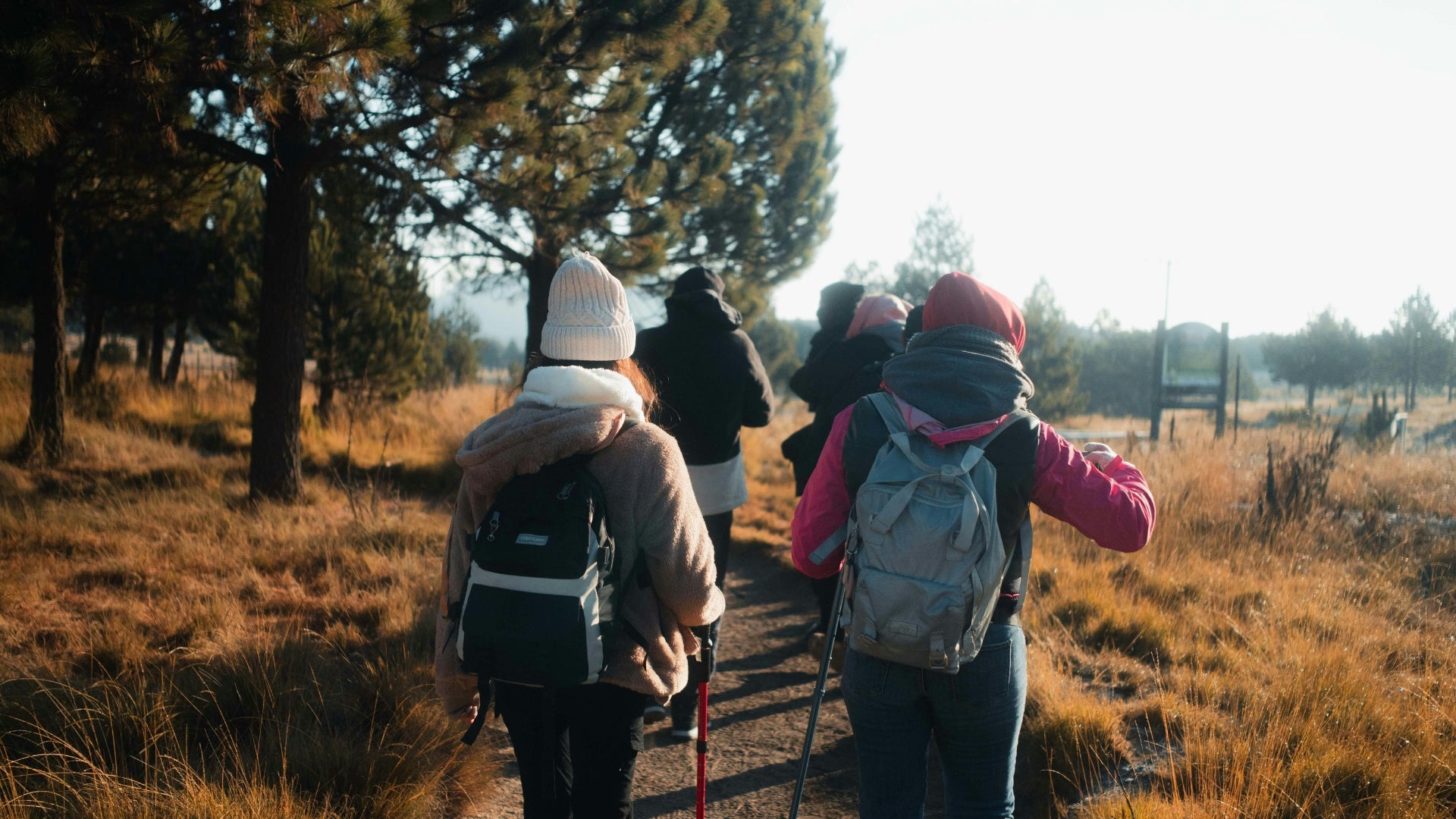 Group of people hiking on a trail in a forest